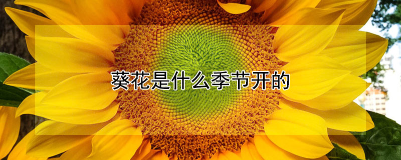 葵花是什么季節開的