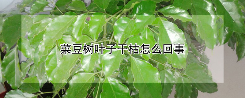 菜豆樹葉子干枯怎么回事