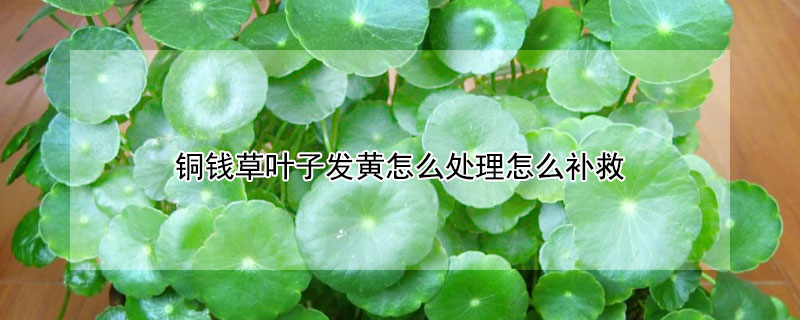 銅錢草葉子發(fā)黃怎么處理怎么補(bǔ)救