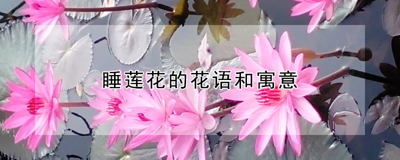 睡蓮花的花語和寓意