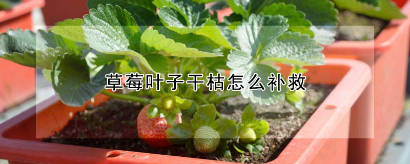 草莓葉子干枯怎么補救