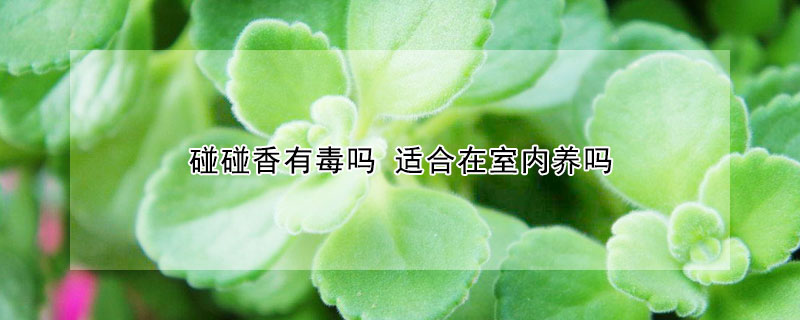 碰碰香有毒嗎 適合在室內(nèi)養(yǎng)嗎