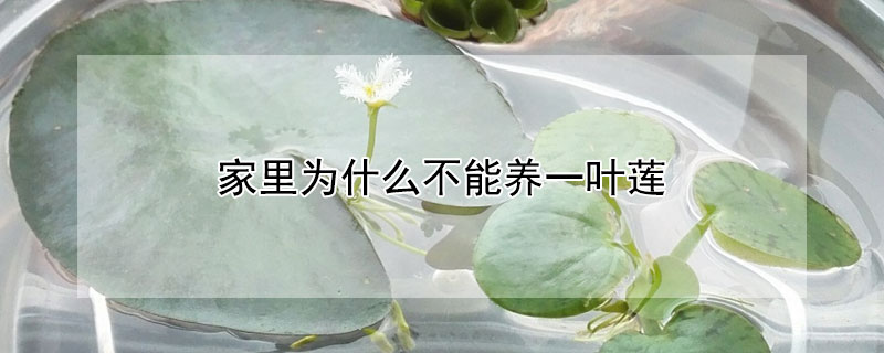 家里為什么不能養一葉蓮