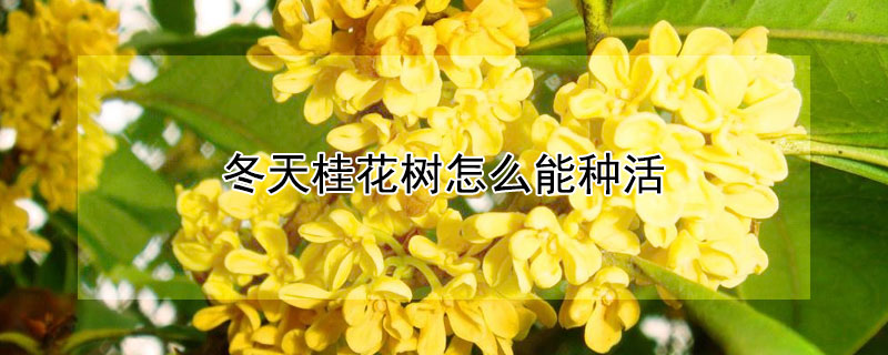 冬天桂花樹(shù)怎么能種活