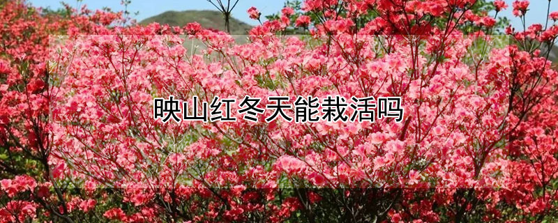 映山紅冬天能栽活嗎