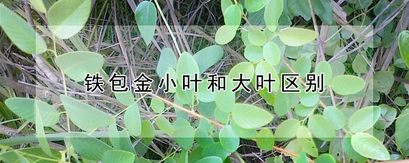 鐵包金小葉和大葉區別