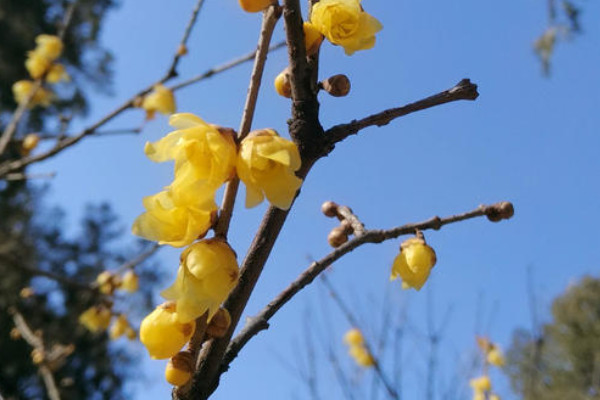 北京臘梅什么時候開花