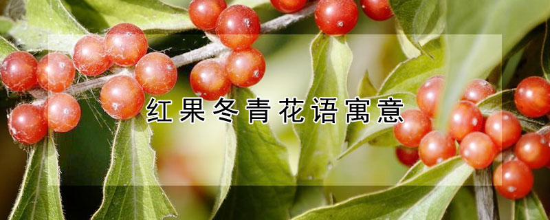 紅果冬青花語寓意