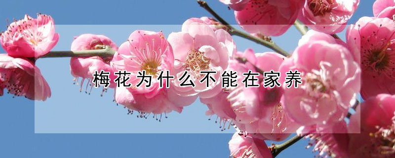 梅花為什么不能在家養(yǎng)