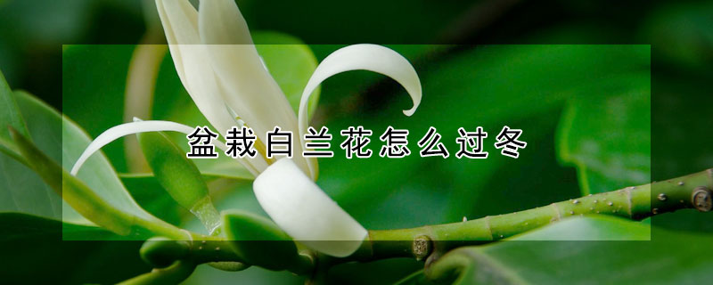 盆栽白蘭花怎么過冬