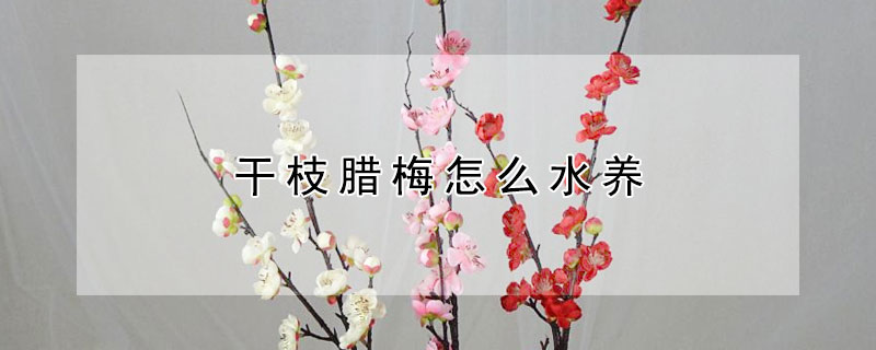 干枝臘梅怎么水養(yǎng)