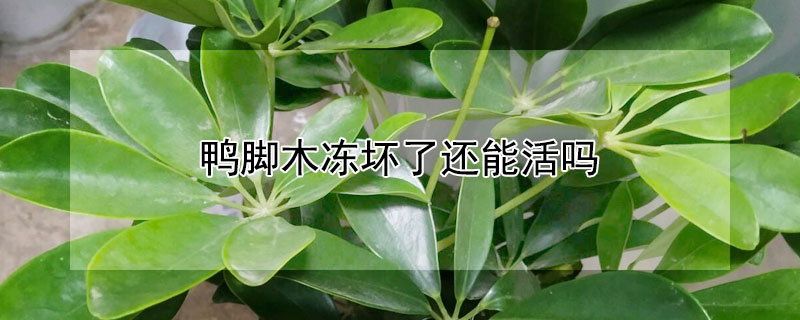 鴨腳木凍壞了還能活嗎