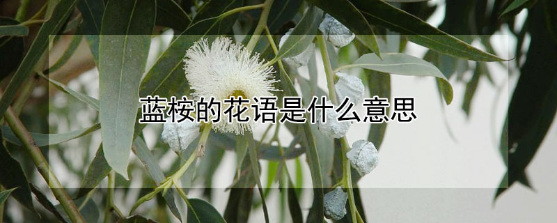 藍(lán)桉的花語是什么意思