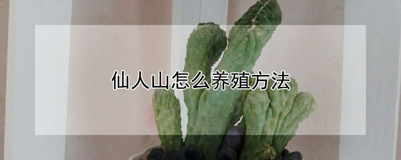 仙人山怎么養(yǎng)殖方法