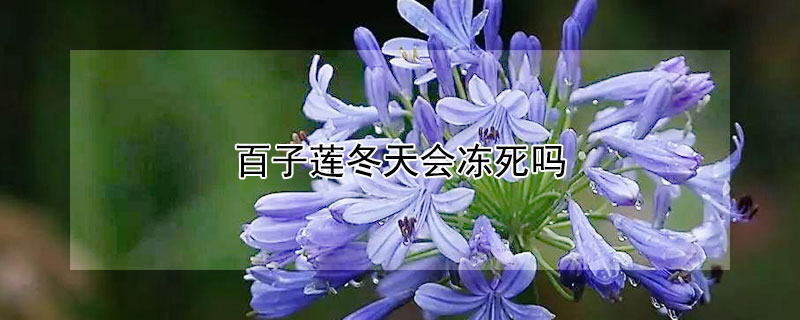 百子蓮冬天會凍死嗎