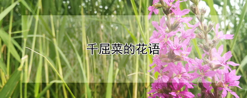 千屈菜的花語