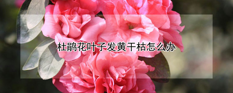 杜鵑花葉子發(fā)黃干枯怎么辦