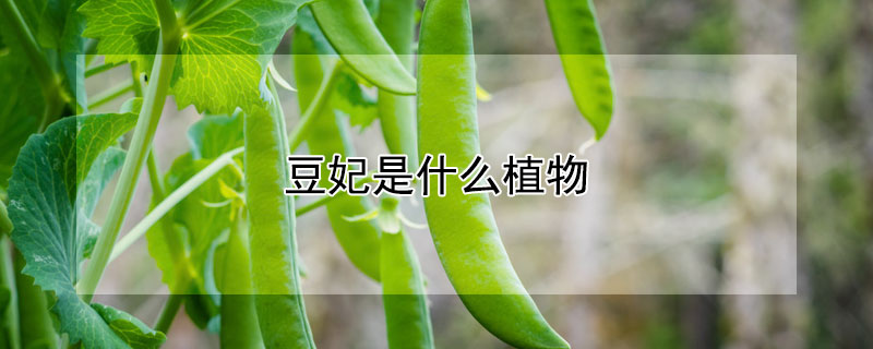 豆妃是什么植物