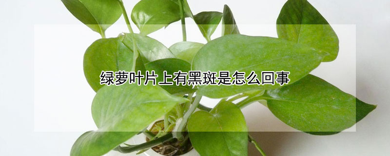 綠蘿葉片上有黑斑是怎么回事