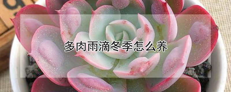 多肉雨滴冬季怎么養(yǎng)