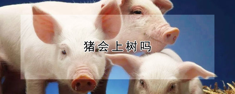 豬會上樹嗎