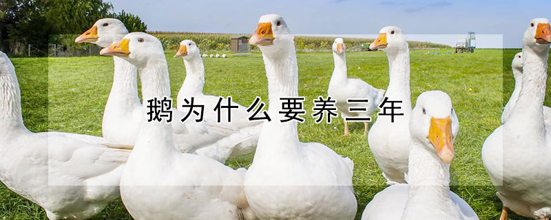 鵝為什么要養(yǎng)三年