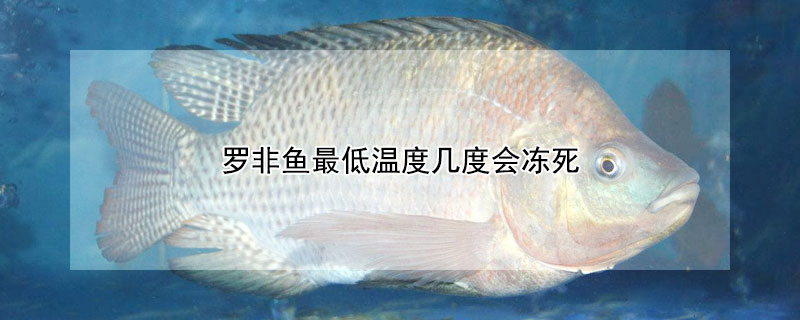 羅非魚最低溫度幾度會(huì)凍死