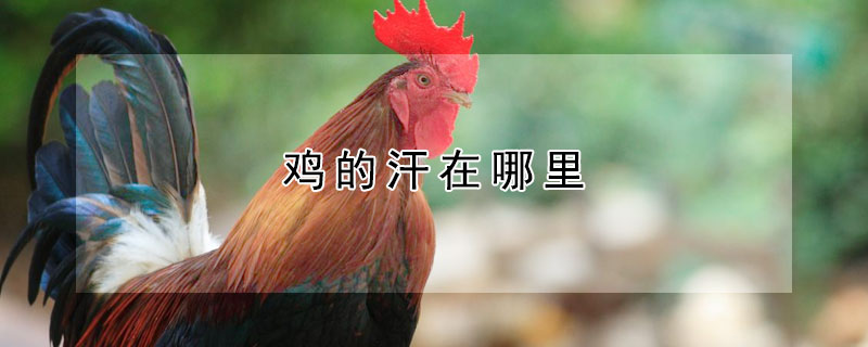 雞的汗在哪里