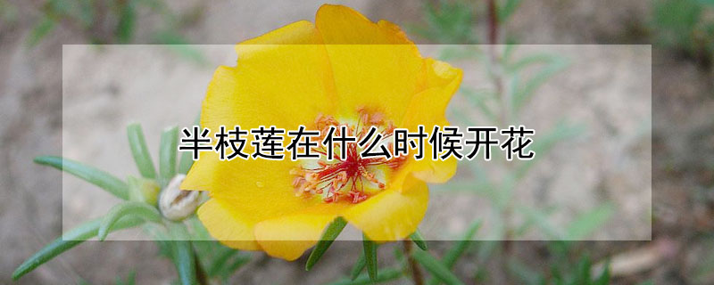 半枝蓮在什么時候開花