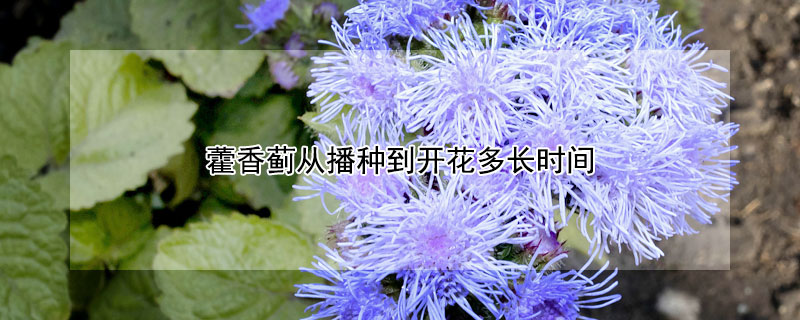 藿香薊從播種到開花多長時(shí)間