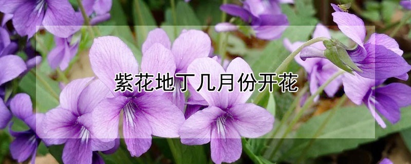 紫花地丁幾月份開花