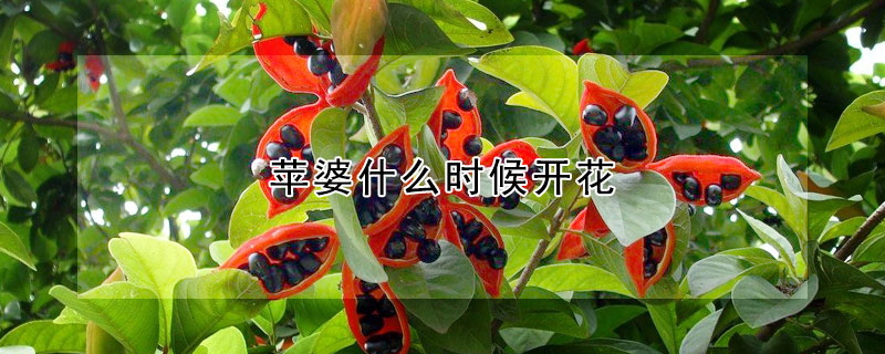 蘋(píng)婆什么時(shí)候開(kāi)花