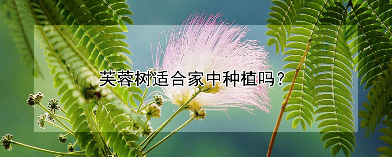 芙蓉樹適合家中種植嗎？