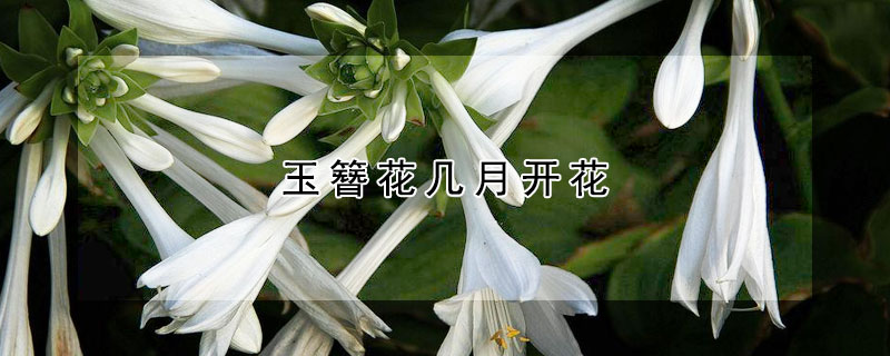 玉簪花幾月開花