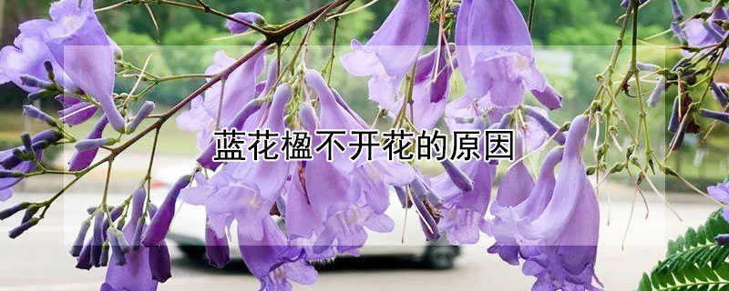 藍花楹不開花的原因