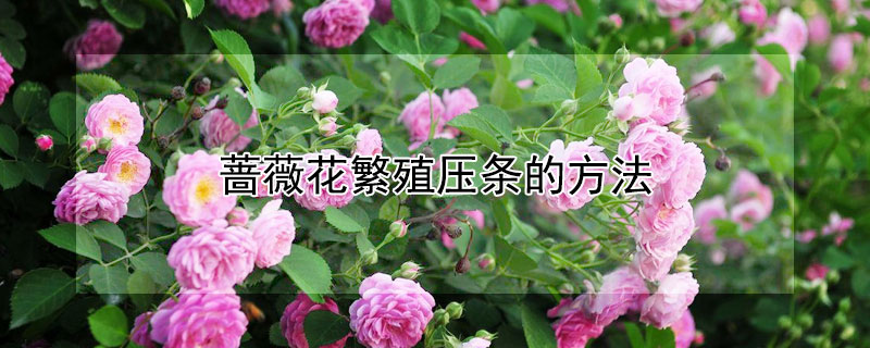 薔薇花繁殖壓條的方法