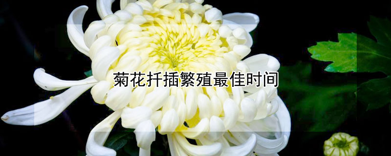 菊花扦插繁殖最佳時(shí)間