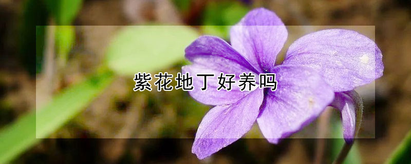 紫花地丁好養(yǎng)嗎