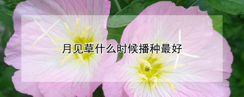 月見草什么時(shí)候播種最好