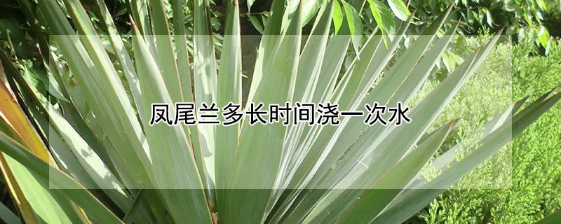 鳳尾蘭多長(zhǎng)時(shí)間澆一次水