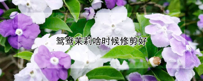 鴛鴦茉莉啥時候修剪好