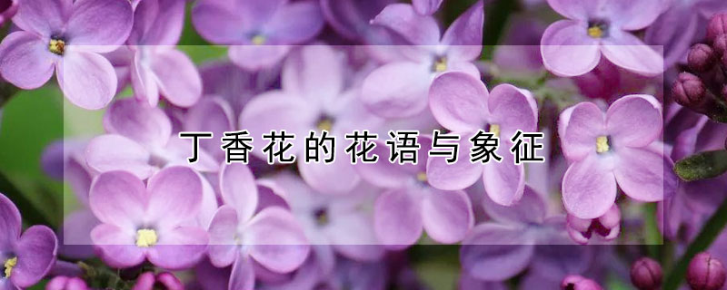 丁香花的花語與象征