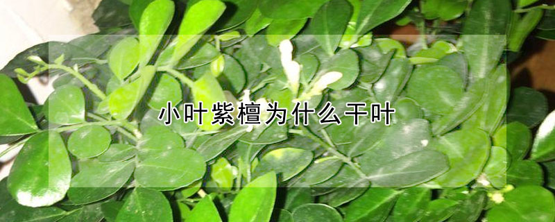 小葉紫檀為什么干葉