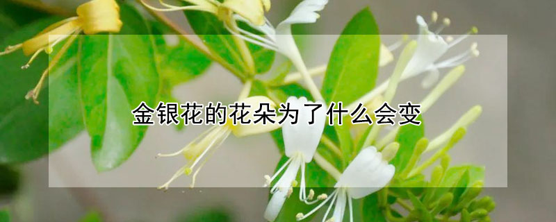 金銀花的花朵為了什么會變