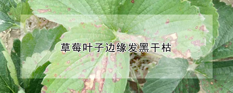 草莓葉子邊緣發黑干枯