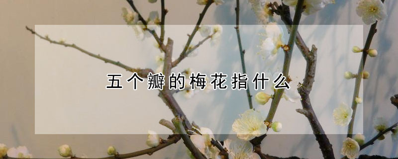 五個瓣的梅花指什么