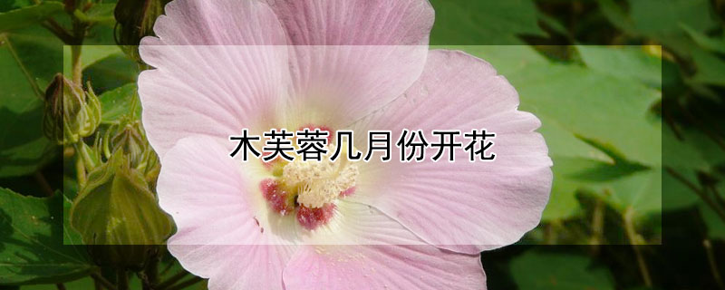 木芙蓉幾月份開花