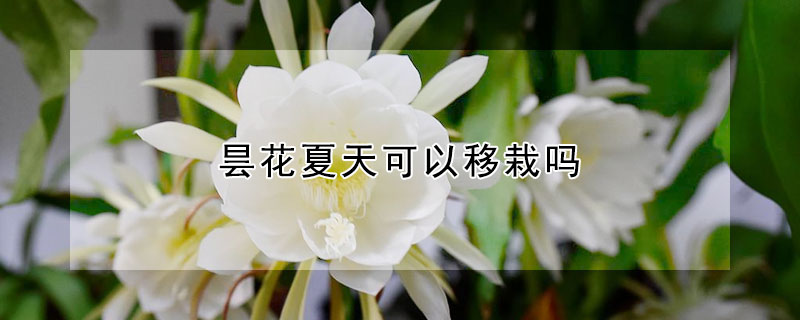 曇花夏天可以移栽嗎