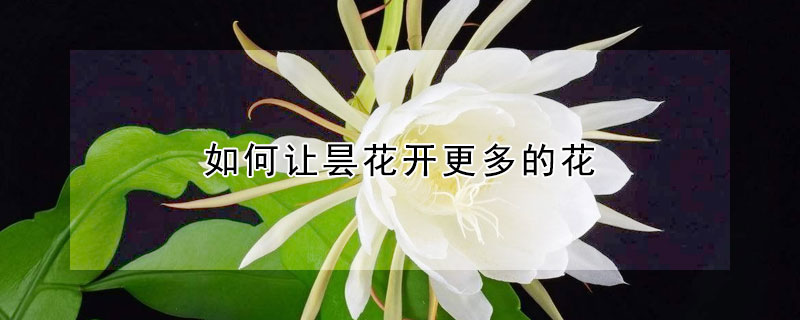 如何讓曇花開更多的花