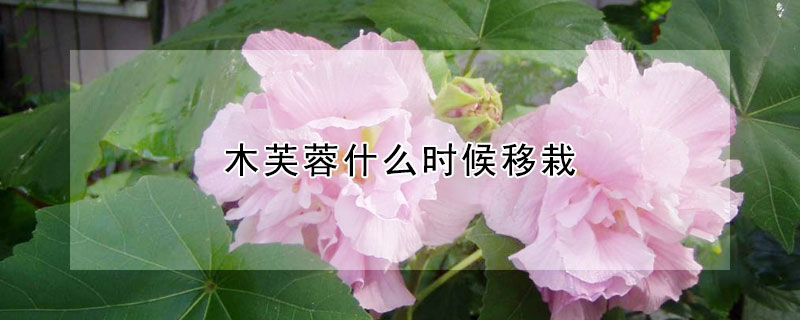 木芙蓉什么時候移栽